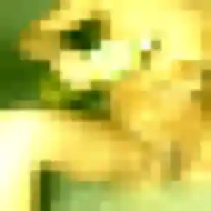 Rencontre Jihane, 35 ans à Aucamville gratuitement